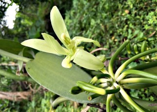 Uganda government declares new dates for Vanilla harvesting