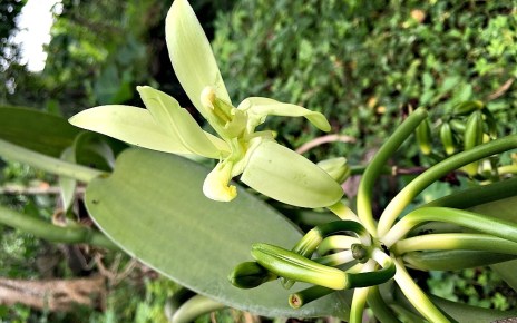 Uganda government declares new dates for Vanilla harvesting