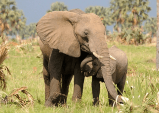 Tanzania has recognized the private sector’s role in tourism development from scratch a few years back to a multi-billion-dollar industry.
