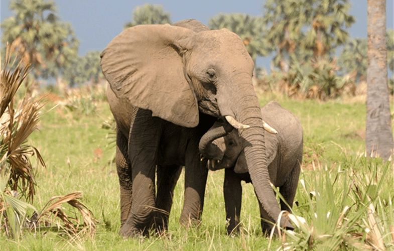Tanzania has recognized the private sector’s role in tourism development from scratch a few years back to a multi-billion-dollar industry.