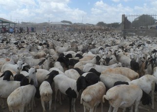 Somaliland is set to resume exporting livestock to the United Arab Emirates this week.