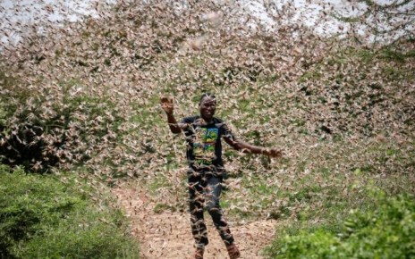 Oxfam has warned that the number of desert locusts that have invaded parts of East Africa may increase by 500 times should no control measure be taken.