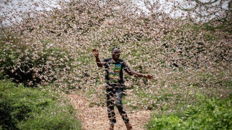 Oxfam has warned that the number of desert locusts that have invaded parts of East Africa may increase by 500 times should no control measure be taken.
