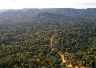 The expansive Mau Forest  Complex in Kenya is set to get fresh breath after it was admitted to the Queen’s Commonwealth Canopy (QCC). 
