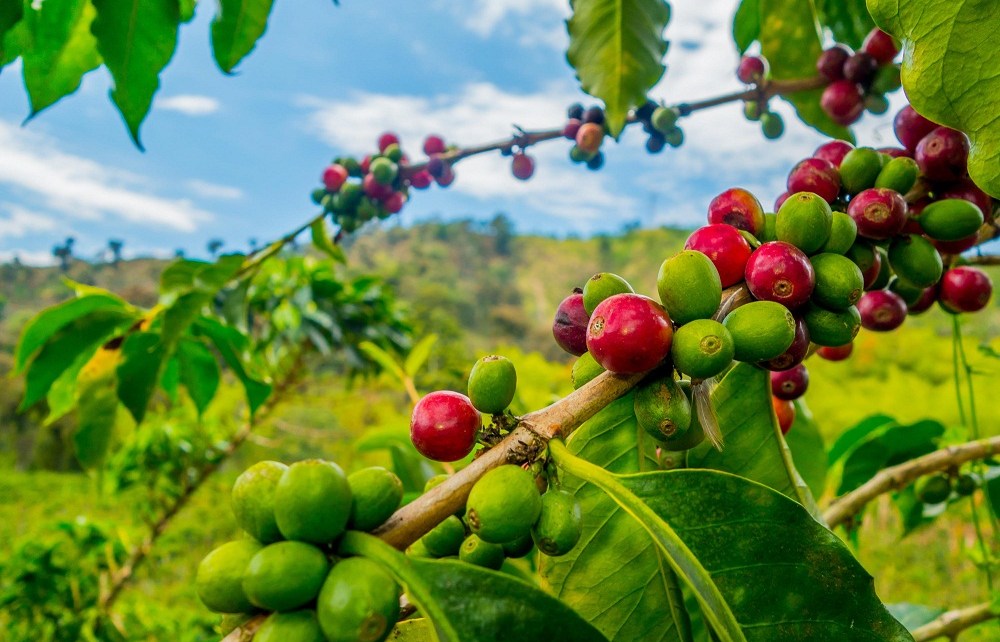 Kenya is host the East African Coffee Business Forum which is scheduled to commence on 11 to 14 February 2020 at the Coast Town of Mombasa.