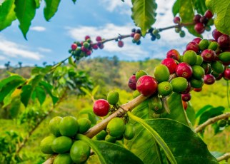 Kenya is host the East African Coffee Business Forum which is scheduled to commence on 11 to 14 February 2020 at the Coast Town of Mombasa.