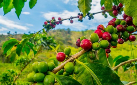 Kenya is host the East African Coffee Business Forum which is scheduled to commence on 11 to 14 February 2020 at the Coast Town of Mombasa.