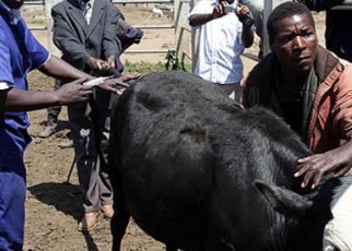 The Government of Uganda through its Ministry of Agriculture, Animals Husbandry and Fisheries is to carry out a national mass vaccination for all animals against the Foot and Mouth Disease.