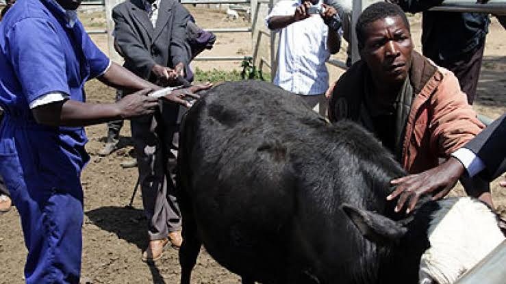 The Government of Uganda through its Ministry of Agriculture, Animals Husbandry and Fisheries is to carry out a national mass vaccination for all animals against the Foot and Mouth Disease.