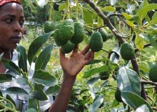 Climate change has made it difficult to accurately predict weather patterns thus farmers must adapt their farming practices and grow crops with higher resilience to the impacts of a changing climate.