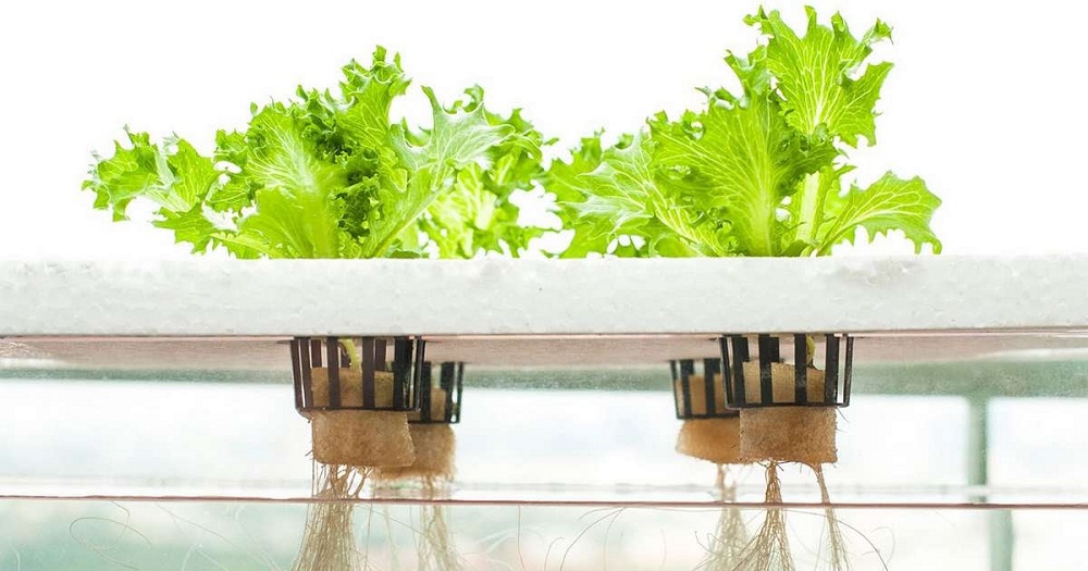 The Future Is Hydroponics partners with growers, businesses, and community leaders that share their values to deliver as much quality information as possible.