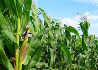 The COMESA Secretariat has developed a draft COVID-19 Regional Food and Nutrition Security Response Plan to improve agricultural productivity, enhance access to competitive markets and trade in agri-food commodities in the region.