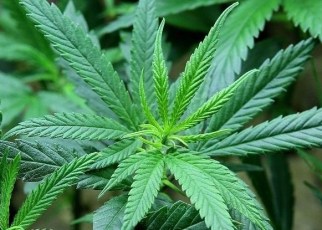 With some in Seychelles being known for indulging in recreational cannabis use, its continued prohibition is government’s way of saying: do as I say, not do as I do.