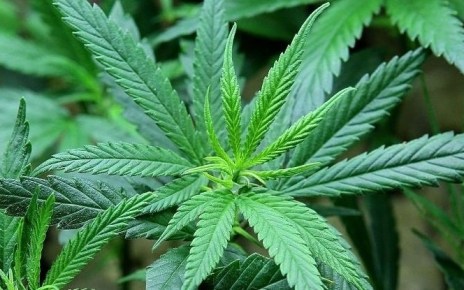 With some in Seychelles being known for indulging in recreational cannabis use, its continued prohibition is government’s way of saying: do as I say, not do as I do.