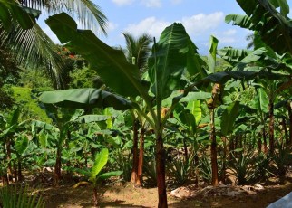The Uganda Tourism Board (UTB) through its Tourism product development and diversification programme has partnered with Agribusiness enterprises to support the development and promotion of Agro- Tourism across 18 regions and 51 districts in the country.