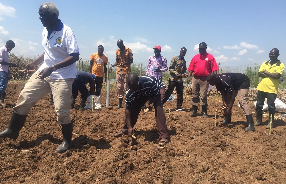 CASSAVA farmers in Serere District found in Eastern Uganda have started planting disease-resistant cassava varieties which are currently undergoing trials.