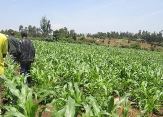 Dr André Bationo and Dr Catherine Nakalembe have been announced as the 2020 winners of the Africa Food Prize (AFP) for their exceptional contribution towards the promotion of food security across the continent.