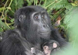 Just when the country thought it had seen the last of the baby boomers for a while, a fifth gorilla birth was witnessed in Uganda when a baby mountain gorilla was born in Buhoma located in the northern sector of Bwindi Impenetrable Forest National Park in Southwestern Uganda.