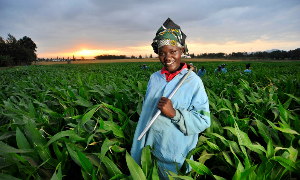Digital Opportunities in Agriculture-AFDB, FAO and CGIAR