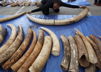 New Report Reveals Illicit Trade in East Africa