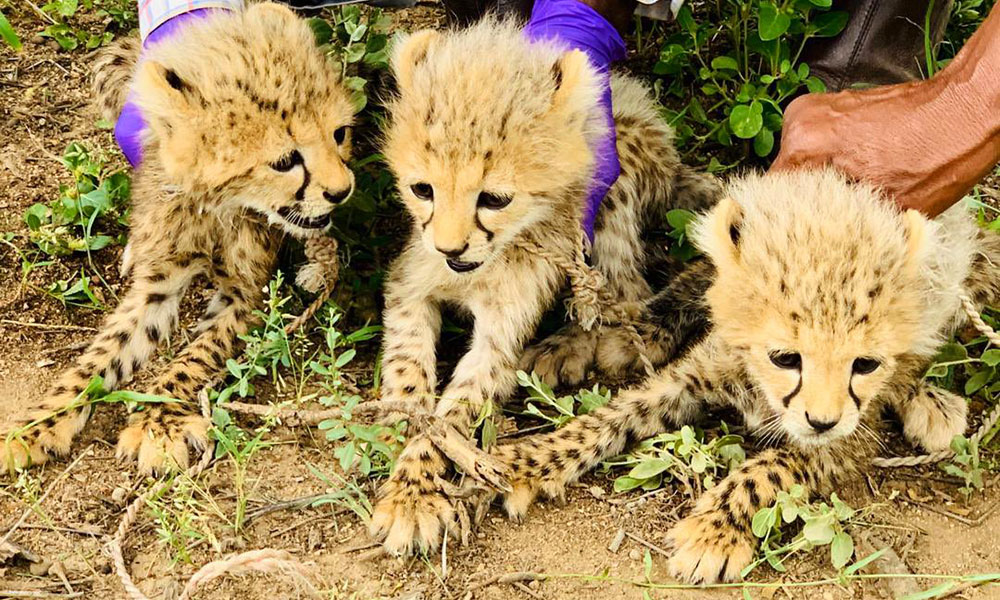 Somaliland Succeeds in Curbing Cheetah Cubs Poaching