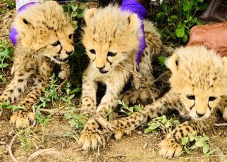 Somaliland Succeeds in Curbing Cheetah Cubs Poaching
