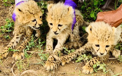 Somaliland Succeeds in Curbing Cheetah Cubs Poaching