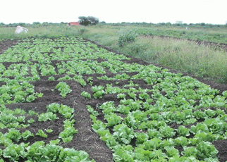 Solar Powered Water Gets Juba Farmers Back on Their Land