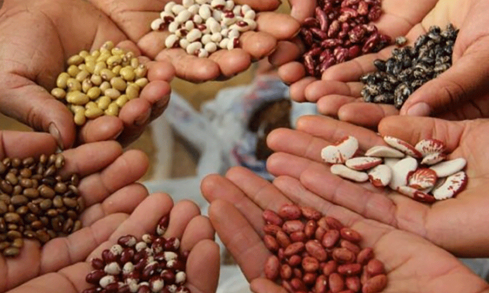 Farmers Demand Govt Not to Assent to AU Seed Laws-Ugandan