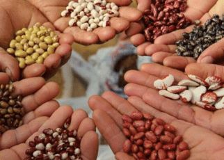 Farmers Demand Govt Not to Assent to AU Seed Laws-Ugandan