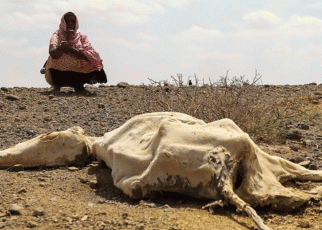 Horn of Africa’s Climate-Related Health Crisis Worsens-WHO