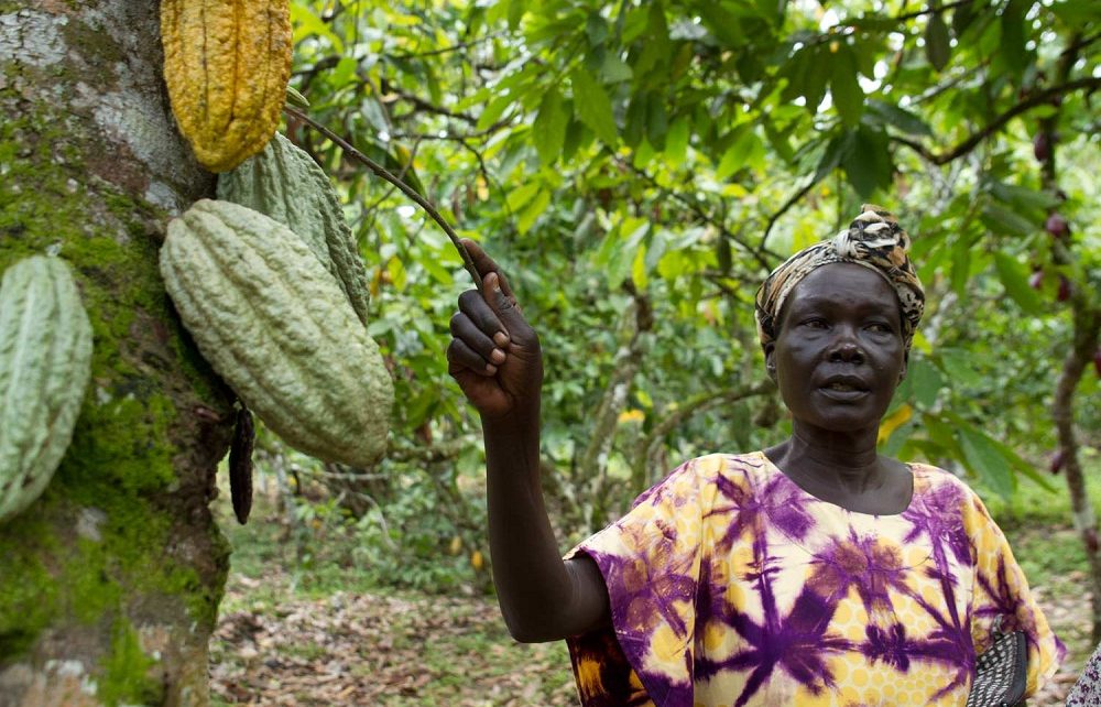 Cocoa farmers in Uganda are up in arms after they noticed an increase in fake Cocoa seedlings on the market which they say are being supplied by the Government-backed programme of Operation Wealth Creation.