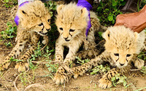 Somaliland Succeeds in Curbing Cheetah Cubs Poaching
