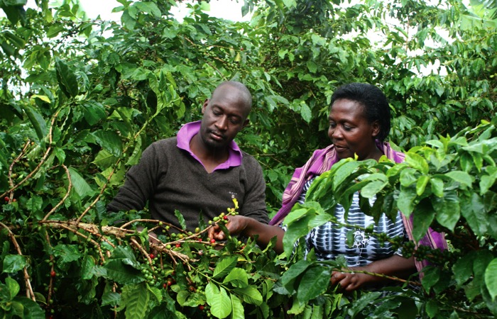 A report, “Fostering a sustainable agro-industrialization agenda in Uganda, has been launched with a call on the government to re-organize the scattered public resources to help finance agro-industrialization.
