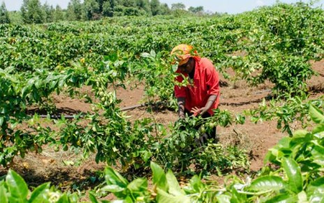 In a move aimed at protecting farmers against bad weather, Uganda’s Ministry of Agriculture Animal Industry and Fisheries (MAAIF) is set to roll out the National Agriculture Insurance Scheme