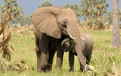 African leaders have called on international donors to commit $1 billion over the next 12 years to save Africa’s remaining elephants.