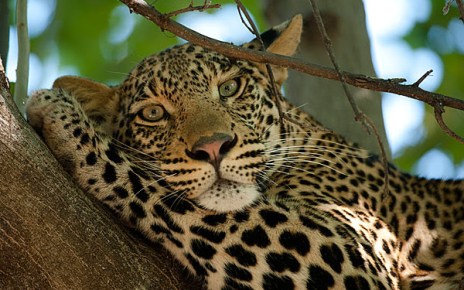 Wild life is one of the best features of Botswana