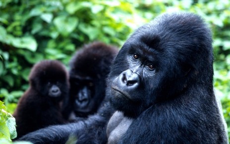 With Uganda’s Tourism sector steadily growing over the years, 2018, can be declared by all tourism promoters and enthusiasts as the ever best year the country has ever received the largest number of tourists.