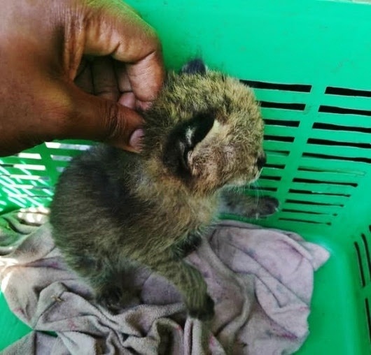 A humble family living among local communities that neighbour Murchison Falls National Park in Masindi district have rescued a leopard cub believed to have been left behind by its mother.
