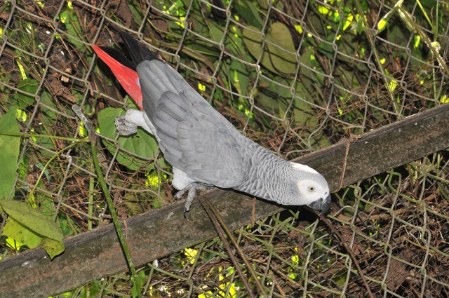It is alleged that two thirds of African grey parrots will die during capture before being sold to traders.