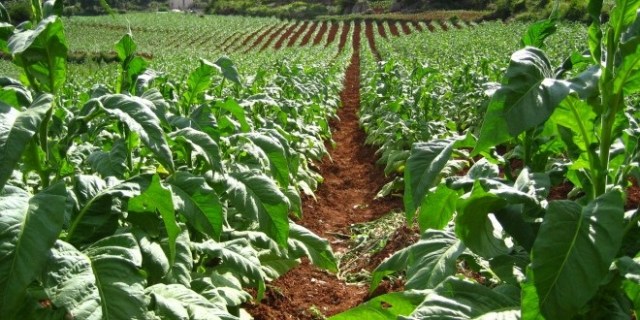 A Tobacco garden.