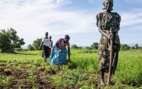 In South Sudan, the number of severely food insecure people was estimated at almost 7 million, 60 percent of the population, as of May-July 2019. Women weeding a field in Torit, South Sudan