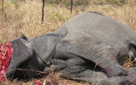 The Uganda Wildlife Bill 2017, which was passed by Parliament early this year, has been finally assented to by President Yoweri Museveni spelling doom for poachers and wildlife traffickers.