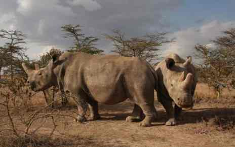 Merck, a science and technology company, is collaborating with the BioRescue Project to save the Northern White Rhinoceros (Rhino) by making its state-of-the-art fertility technologies and extensive knowledge on the subject available.