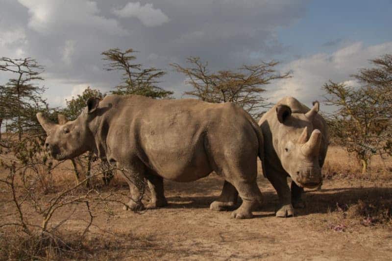 Merck, a science and technology company, is collaborating with the BioRescue Project to save the Northern White Rhinoceros (Rhino) by making its state-of-the-art fertility technologies and extensive knowledge on the subject available.