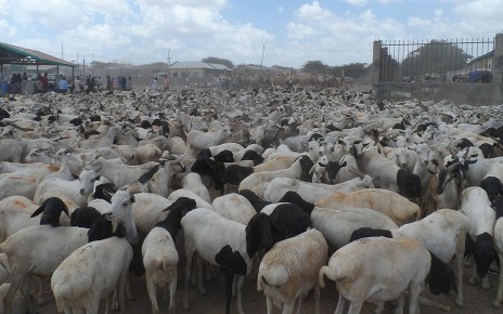 Somaliland is set to resume exporting livestock to the United Arab Emirates this week.