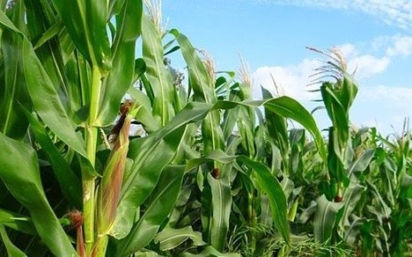 The COMESA Secretariat has developed a draft COVID-19 Regional Food and Nutrition Security Response Plan to improve agricultural productivity, enhance access to competitive markets and trade in agri-food commodities in the region.
