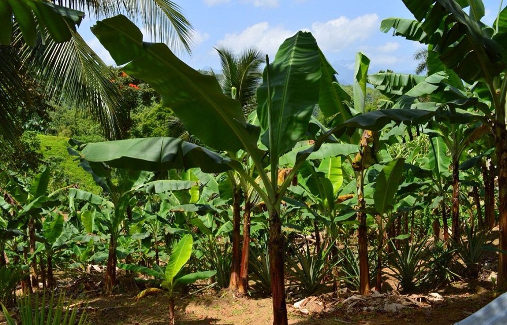 The Uganda Tourism Board (UTB) through its Tourism product development and diversification programme has partnered with Agribusiness enterprises to support the development and promotion of Agro- Tourism across 18 regions and 51 districts in the country.