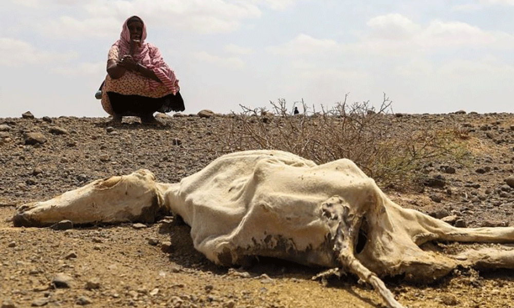 Somalia Needs $55.5 to Recover from Climatic Shocks
