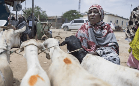 Ban on livestock Keeping in Hargeisa Hurting Women